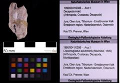 Foto (Objekt + Etiketten) von Cracensigillatus acutirostris (Moericke, 1889) (NHMW-GEO-1990-0041-0306)